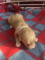 Clover, a female Poodle - Toy  and Poochon for sale in Wichita, KS – 2 of 3