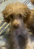 Remy, a male Bichon Frise and Poodle - Toy  for sale in Wichita, KS – 1 of 2