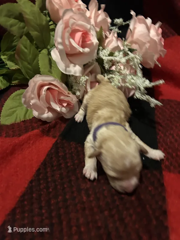Blossom – Poodle - Toy  puppy for sale in Wichita, KS