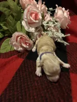 Blossom, a female Poodle - Toy  for sale in Wichita, KS – 1 of 2