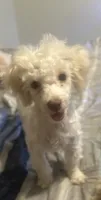 G, a male Bichon Frise and Poodle - Toy  for sale in Wichita, KS – 3 of 5