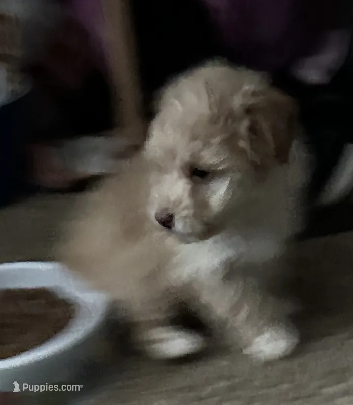 Blossom – Poodle - Toy  puppy for sale in Wichita, KS