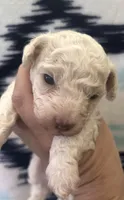 Galanthus, a male Poodle - Toy  for sale in Wichita, KS – 8 of 10