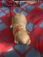 Florian, a male Poodle - Toy  for sale in Wichita, KS – 2 of 2