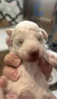 Galanthus, a male Poodle - Toy  for sale in Wichita, KS – 5 of 10