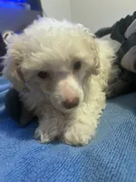 Galanthus, a male Poodle - Toy  for sale in Wichita, KS – 10 of 10