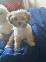 Willow, a female Shih Tzu and Poodle - Toy  for sale in Wichita, KS – Photo 2 of 2