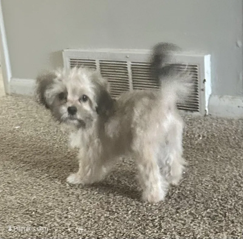 Willow – Shih Tzu, Poodle - Toy  puppy for sale in Wichita, KS