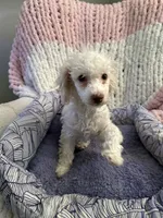 G, a male Bichon Frise and Poodle - Toy  for sale in Wichita, KS – 1 of 5