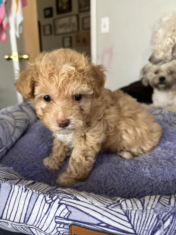 Blossom – Poodle - Toy  puppy for sale in Wichita, KS