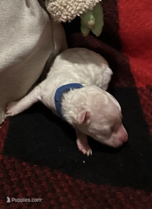 Galanthus – Poodle - Toy  puppy for sale in Wichita, KS