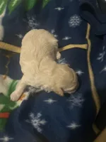 Pearl, a female Bichon Frise and Poodle - Toy  for sale in Wichita, KS – Photo 2 of 2