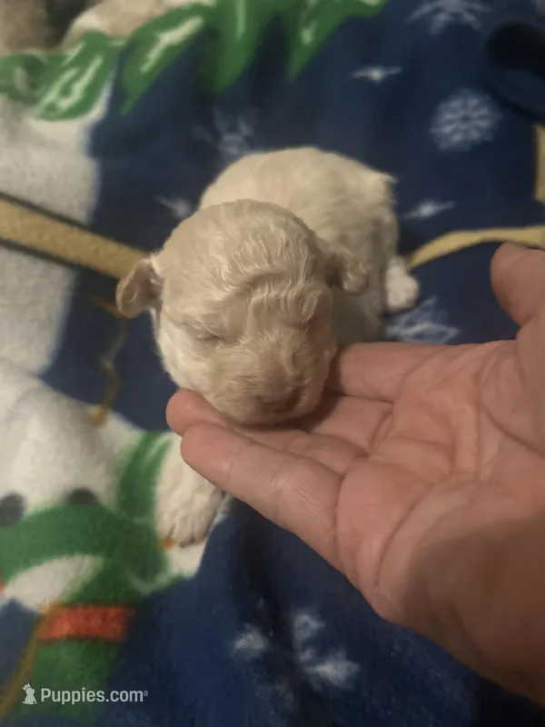 Pearl – Bichon Frise, Poodle - Toy  puppy on hold in Wichita, KS