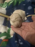 Pearl, a female Bichon Frise and Poodle - Toy  for sale in Wichita, KS – Photo 1 of 2