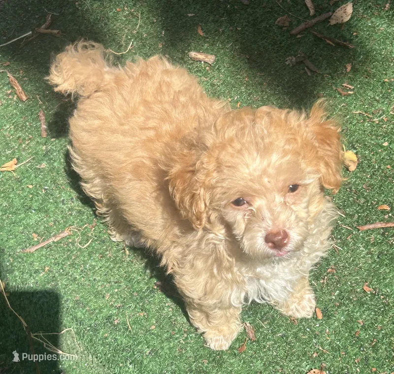 Clover – Poodle - Toy , Poochon puppy for sale in Wichita, KS