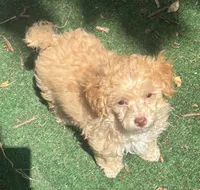 Clover, a female Poodle - Toy  and Poochon for sale in Wichita, KS – 3 of 7
