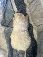 Galanthus, a male Poodle - Toy  for sale in Wichita, KS – 7 of 10