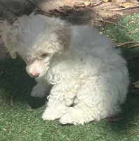 Galanthus, a male Poodle - Toy  for sale in Wichita, KS – 8 of 9