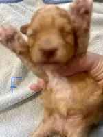Florian, a male Poodle - Toy  for sale in Wichita, KS – 3 of 6