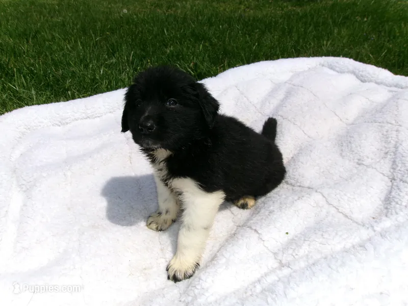 Layla, a female Great Pyrenees for sale in Louisville, KY – Photo 1 of 2