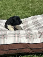 Layla, a female Great Pyrenees for sale in Louisville, KY – Photo 2 of 2