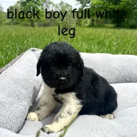 Freckles, a male Great Pyrenees for sale in Louisville, KY – Photo 1 of 2