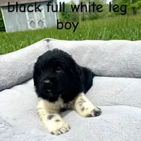 Freckles, a male Great Pyrenees for sale in Louisville, KY – Photo 2 of 2