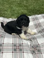 Macy, a female Great Pyrenees for sale in Louisville, KY – Photo 2 of 2