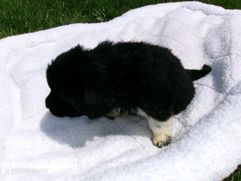 Macy – Great Pyrenees puppy for sale in Louisville, KY