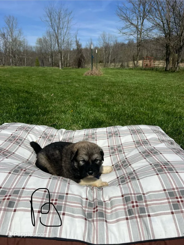 Wolf  – Great Pyrenees puppy for sale in Louisville, KY