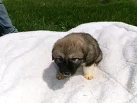 Wolf , a male Great Pyrenees for sale in Louisville, KY – Photo 2 of 2