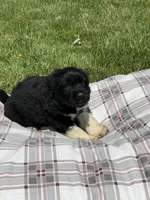 Fiona, a female Great Pyrenees for sale in Louisville, KY – Photo 2 of 2