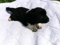 Fiona, a female Great Pyrenees for sale in Louisville, KY – Photo 1 of 2