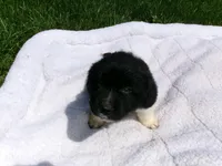 Shadow, a male Great Pyrenees for sale in Louisville, KY – Photo 2 of 2