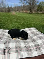 Shadow, a male Great Pyrenees for sale in Louisville, KY – Photo 1 of 2