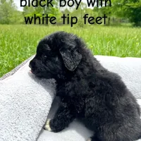 Midnight, a male Great Pyrenees for sale in Louisville, KY – Photo 1 of 2