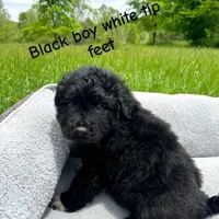 Midnight, a male Great Pyrenees for sale in Louisville, KY – Photo 2 of 2