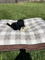 Blackie, a female Great Pyrenees for sale in Louisville, KY – Photo 2 of 2