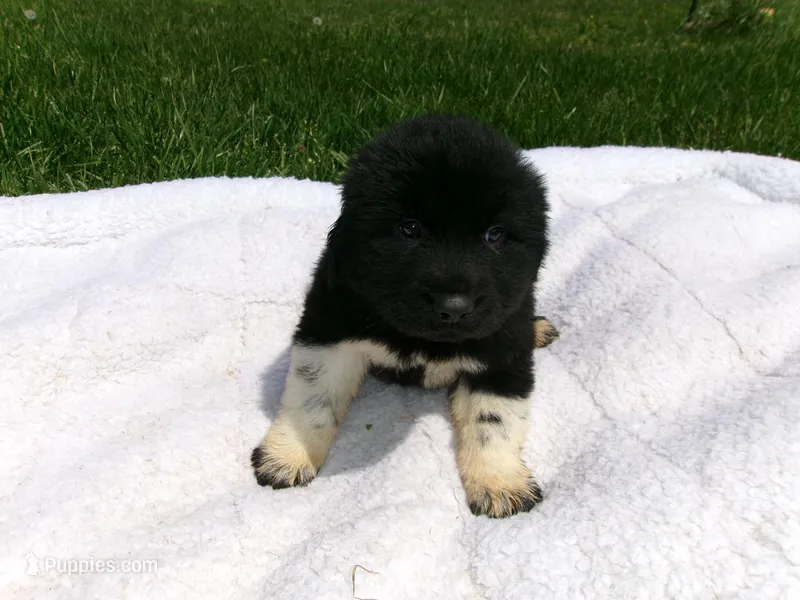 Blackie – Great Pyrenees puppy for sale in Louisville, KY