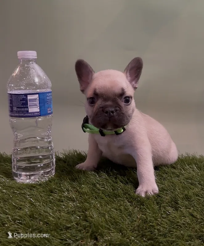 Light Green Collar Fluffy Carrier  – French Bulldog puppy for sale in West Palm Beach, FL