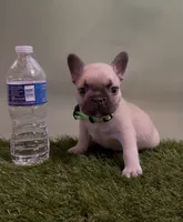 Light Green Collar Fluffy Carrier , a male French Bulldog for sale in West Palm Beach, FL – 2 of 6