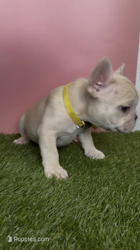 Yellow Collar Fluffy Carrier  – French Bulldog puppy for sale in West Palm Beach, FL