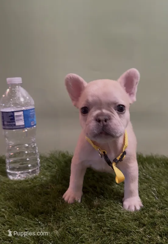 Yellow Collar Fluffy Carrier  – French Bulldog puppy for sale in West Palm Beach, FL