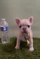Yellow Collar Fluffy Carrier , a female French Bulldog for sale in West Palm Beach, FL – 1 of 5
