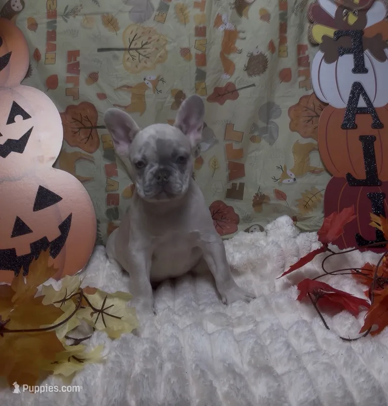 Dark Green Collar Fluffy Carrier – French Bulldog puppy for sale in West Palm Beach, FL