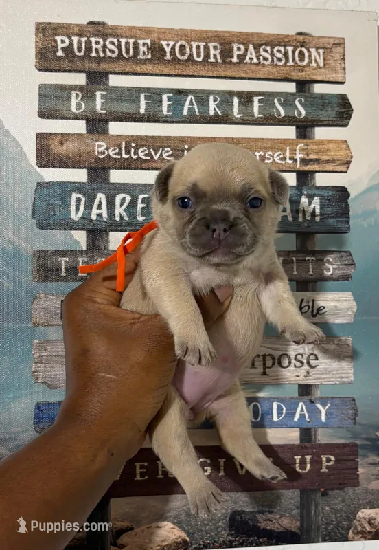 Orange Collar Fluffy Carrier  – French Bulldog puppy for sale in West Palm Beach, FL