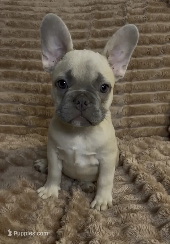 Orange Collar Fluffy Carrier  – French Bulldog puppy for sale in West Palm Beach, FL