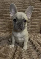 Grey Collar Fluffy Carrier , a female French Bulldog for sale in West Palm Beach, FL – 3 of 9