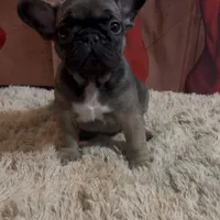 Mr. Blackfawn, a male French Bulldog for sale in West Palm Beach, FL – 4 of 5