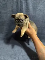 Mr. Blackfawn, a male French Bulldog for sale in West Palm Beach, FL – Photo 7 of 10